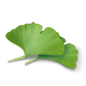 Ginkgo