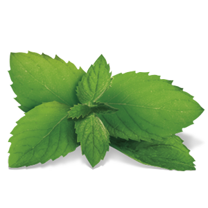 Lemon balm