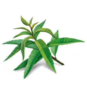 Lemon verbena