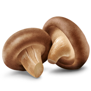 Shiitake Pilz