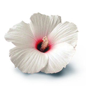 Hibisco Blanco