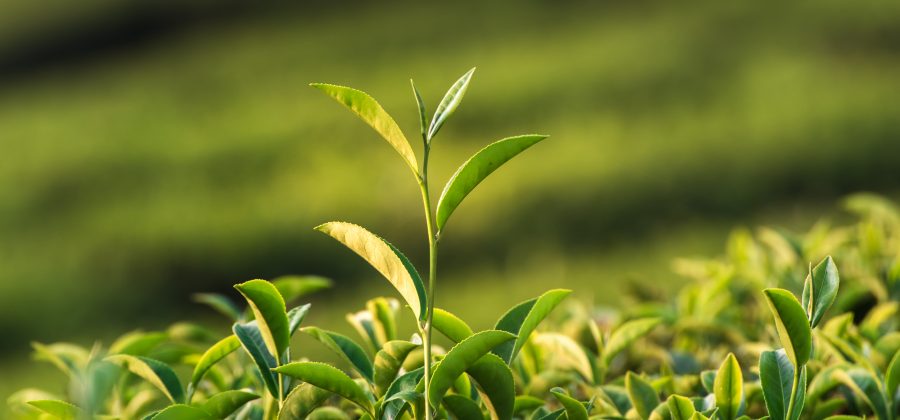 Camelia sinensis tea plant