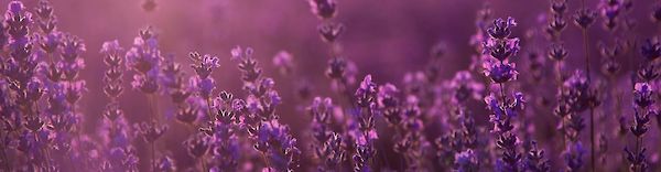 Aromaterapia: Los secretos del aceite de lavanda