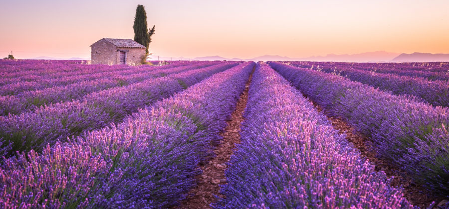 Lavender field yogi tea