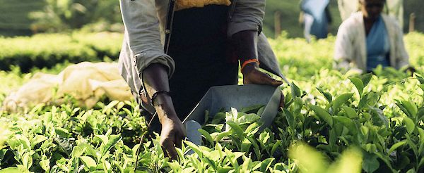 Nuestro proceso de producción