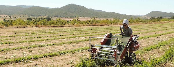 Protección de las abejas silvestres y del medioambiente en España: una entrevista con el coordinador del proyecto Cal Retor