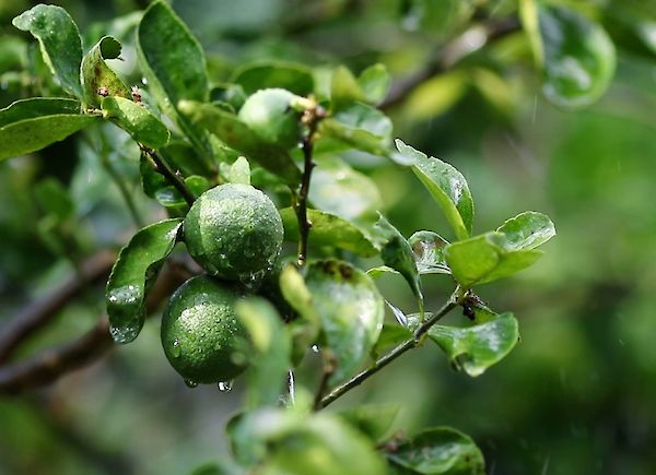 Bergamot oil: the “Green gold” of aromatherapy