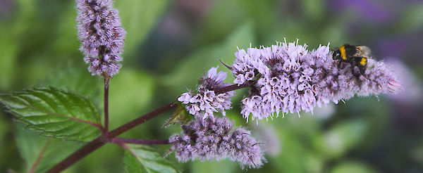 A flowering shrubbery for wild bees – a project with the Deutsche Wildtier Stiftung