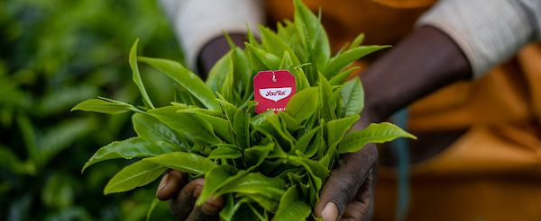 Día de la Tierra 2023: lo que debes saber y cómo celebrar este día con YOGI TEA®