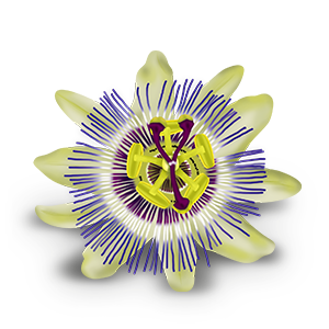 Passiflora