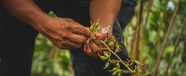 Better Relationships, Better Tea: Staying Engaged in Guatemala