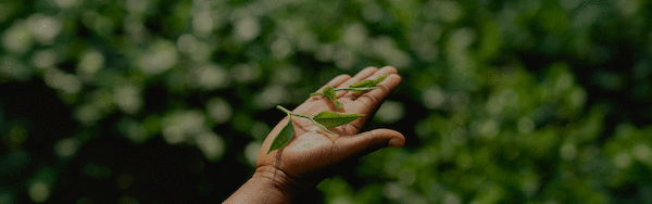 Tè verde: la prova che la natura ci ama?